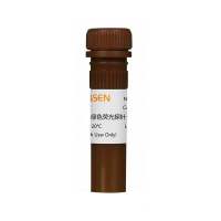内质网绿色荧光探针 活细胞内质网荧光探针|ER-Tracker Green(BODIPY® FL Glibenclamide),for live-cell imaging