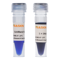 GoldBand 50bp DNA Ladde 琼脂糖凝胶电泳DNA条带