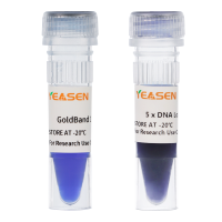 GoldBand 500 bp DNA Ladder 琼脂糖凝胶电泳DNA条带