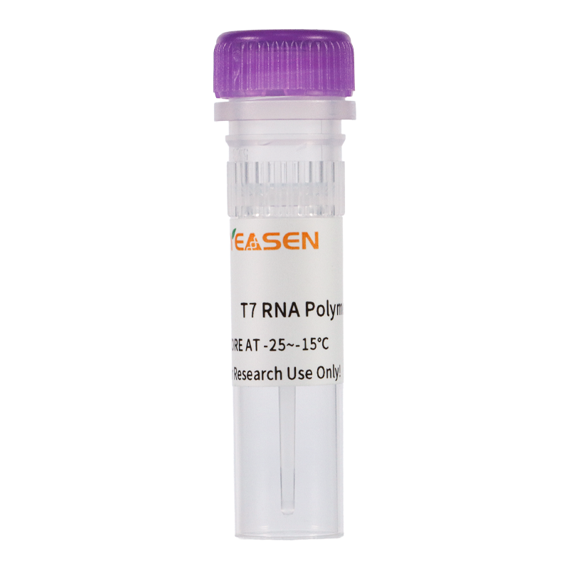 T7 RNA转录酶混合物(T7 RNA Transcription Enzyme Mix)