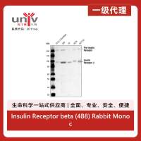 Insulin Receptor beta (4B8) Rabbit Monoclonal Antibody
