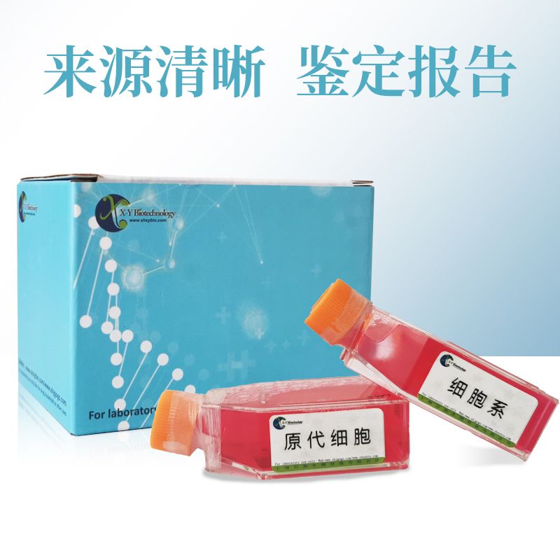 HIBEpiC-SV40T细胞（人肝内胆管上皮细胞永生化）