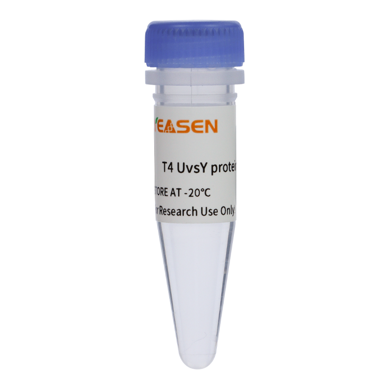 T4 UvsY蛋白 T4 UvsY protein(2μg/μL)产品图