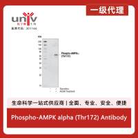 Phospho-AMPK alpha (Thr172) Antibody