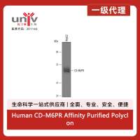 Human CD-M6PR Affinity Purified Polyclonal Ab (100 ug)