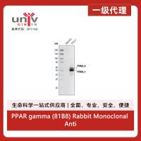 PPAR gamma (81B8) Rabbit Monoclonal Antibody