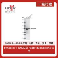 Synapsin-1 (D12G5) Rabbit Monoclonal Antibody