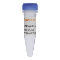 T4 UvsX重组酶 T4 UvsX Recombinase(2μg/μL)