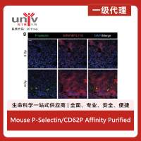 Mouse P-Selectin/CD62P Affinity Purified Polyclonal Ab (100 ug)