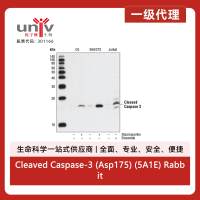 Cleaved Caspase-3 (Asp175) (5A1E) Rabbit Monoclonal Antibody
