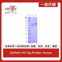 EGFRvIII His Tag Protein, Human