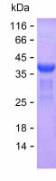 Recombinant Human CASP8AP2 Protein(C-His)