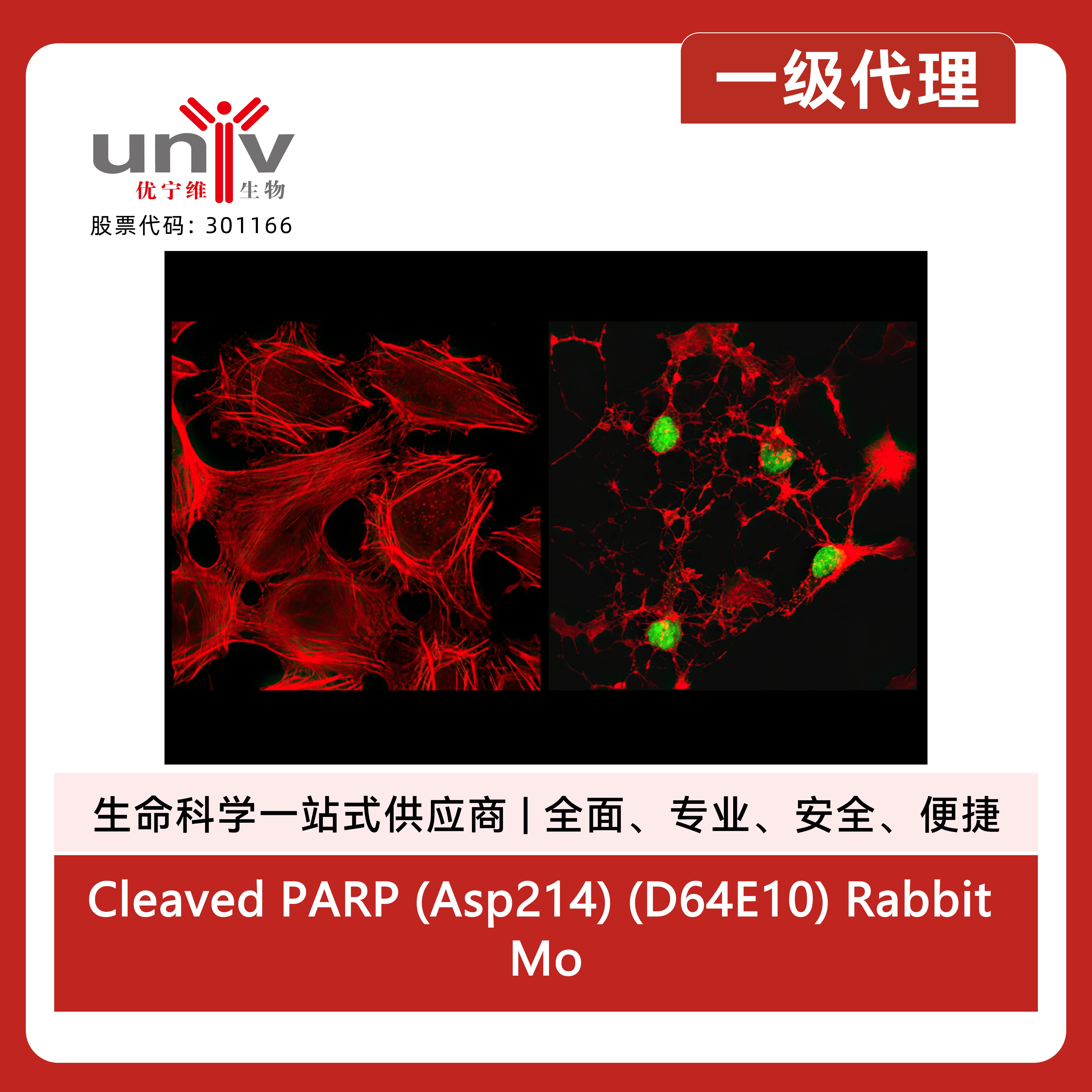 Cleaved PARP (Asp214) (D64E10) Rabbit Monoclonal Antibody (Alexa Fluor® 488 Conjugate)产品图