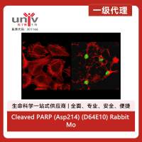 Cleaved PARP (Asp214) (D64E10) Rabbit Monoclonal Antibody (Alexa Fluor® 488 Conjugate)