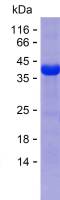 Recombinant Human PLXNA2 Protein(C-His)