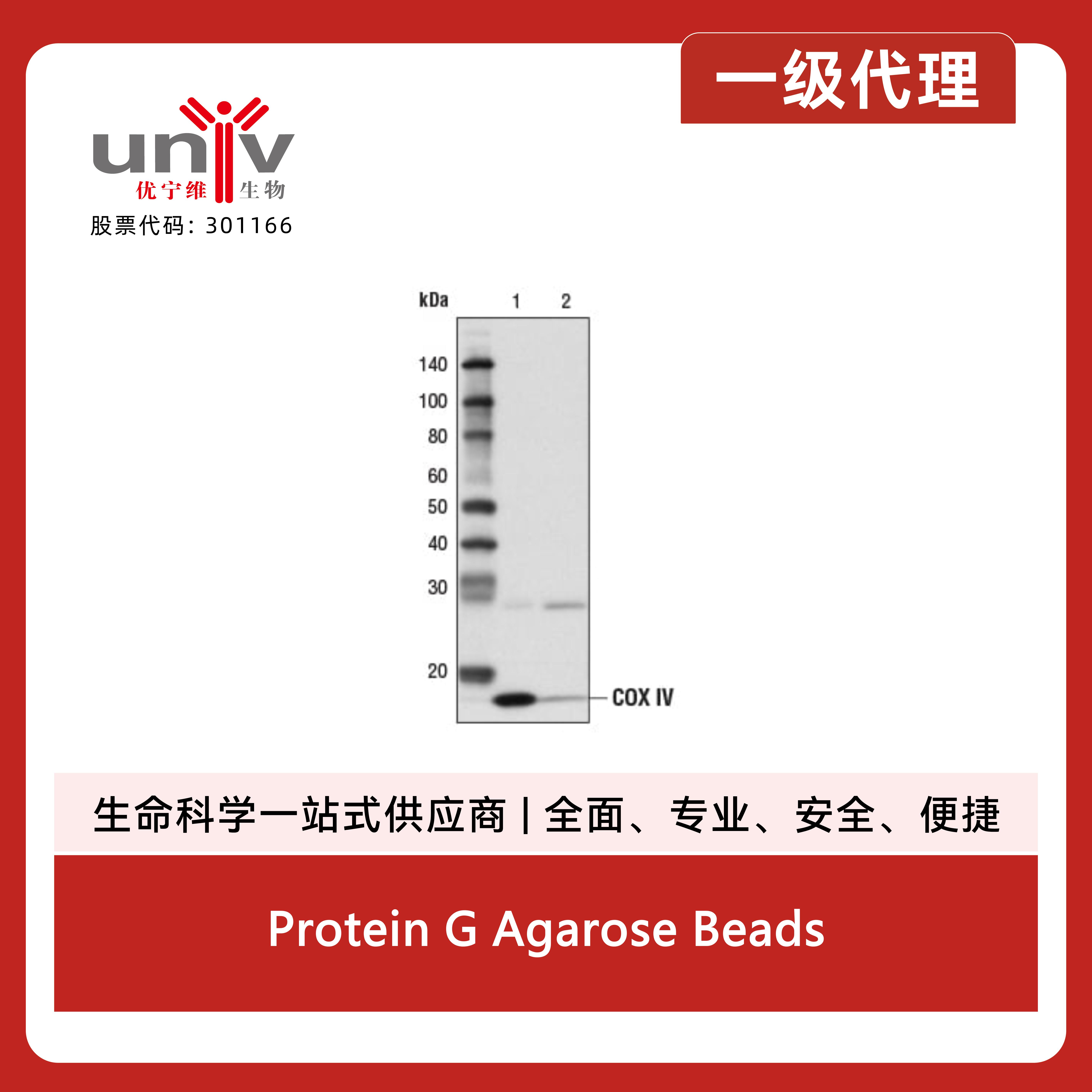 Protein G Agarose Beads产品图