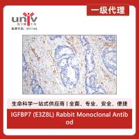 IGFBP7 (E3Z8L) Rabbit Monoclonal Antibody