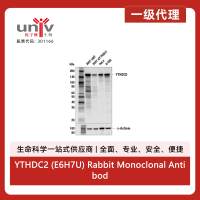 YTHDC2 (E6H7U) Rabbit Monoclonal Antibody