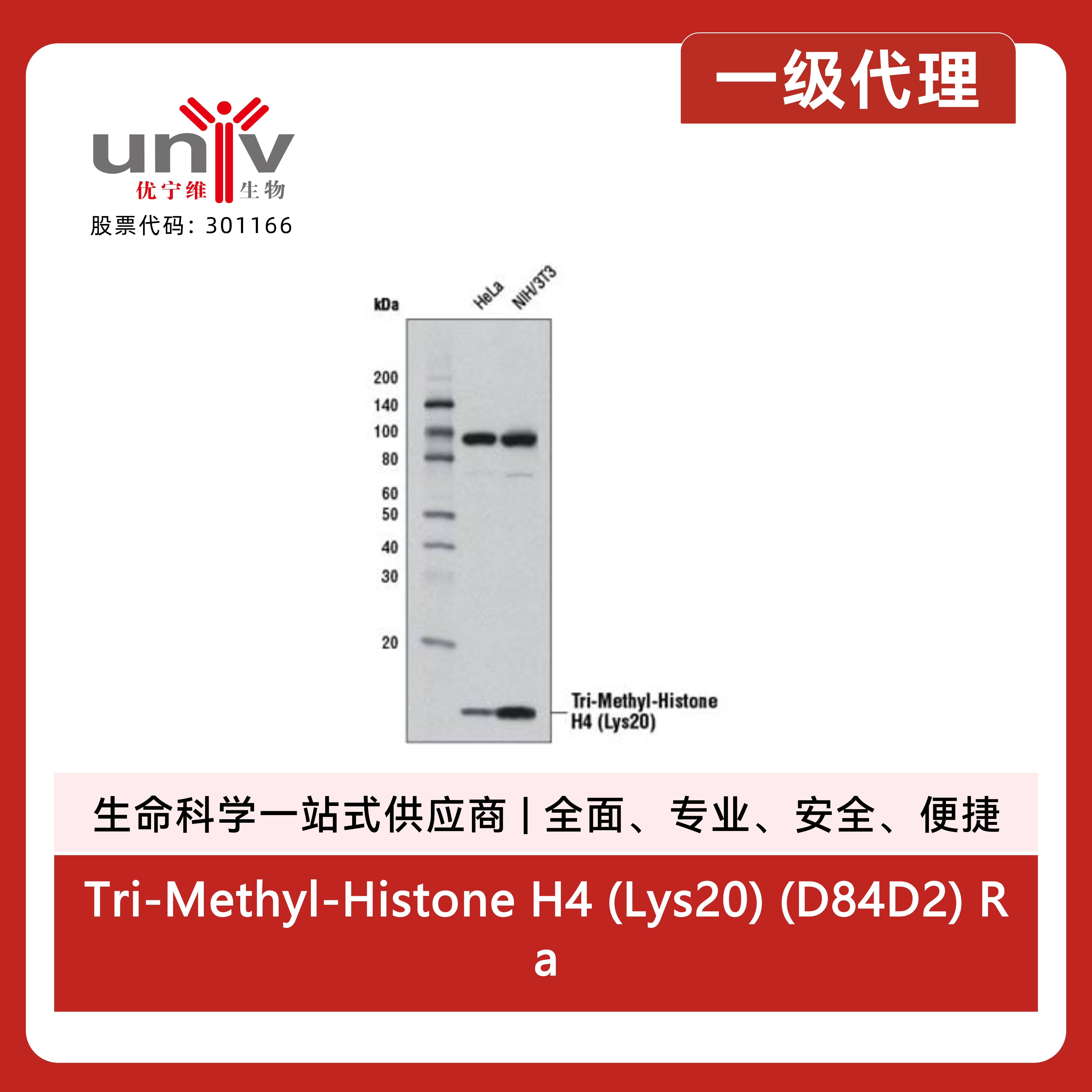 Tri-Methyl-Histone H4 (Lys20) (D84D2) Rabbit Monoclonal Antibody产品图
