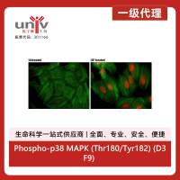 Phospho-p38 MAPK (Thr180/Tyr182) (D3F9) Rabbit Monoclonal Antibody (Alexa Fluor® 594 Conjugate)