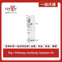 Rig-I Pathway Antibody Sampler Kit