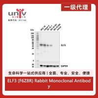 ELF3 (F6Z8R) Rabbit Monoclonal Antibody