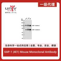 KAP-1 (4E1) Mouse Monoclonal Antibody