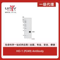 HO-1 (P249) Antibody
