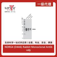 NDRG4 (D4A6) Rabbit Monoclonal Antibody