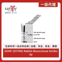 GDNF (E5Y9N) Rabbit Monoclonal Antibody