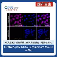 CDKN2A/p16 INK4A Recombinant Mouse mAb (Alexa Fluor® 647 Conjugate) (SDT-4675)