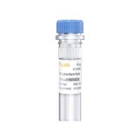 FOXO-Luc荧光素酶报告基因质粒(FOXO luciferase reporter plasmid)