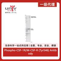 Phospho-CSF-1R/M-CSF-R (Tyr546) Antibody