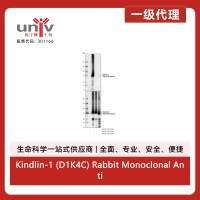 Kindlin-1 (D1K4C) Rabbit Monoclonal Antibody