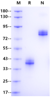 Recombinant Human IgG3 Fc Protein