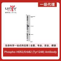 Phospho-HER2/ErbB2 (Tyr1248) Antibody