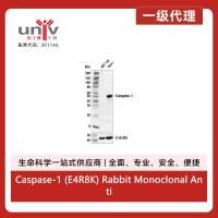 Caspase-1 (E4R8K) Rabbit Monoclonal Antibody