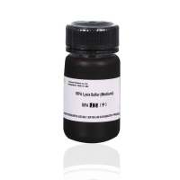 RIPA裂解液（中）RIPA Lysis Buffer