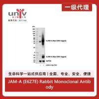 JAM-A (E6Z7E) Rabbit Monoclonal Antibody