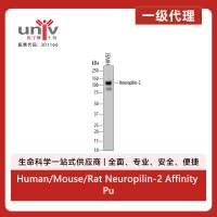 Human/Mouse/Rat Neuropilin-2 Affinity Purified Polyclonal Ab (100 ug)
