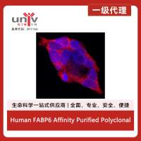 Human FABP6 Affinity Purified Polyclonal Ab (100 ug)