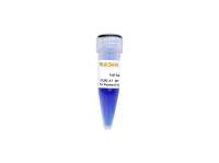 全尺寸DNA条带 GoldBand Full-Scale DNA Ladder
