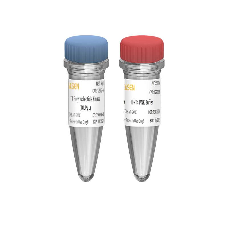 T4多聚核苷酸激酶(T4 PNK)/T4 Polynucleotide Kinase产品图