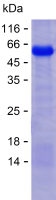 Recombinant Human NLGN4X Protein(C-His)