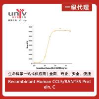 Recombinant Human CCL5/RANTES Protein, CF (10 ug)