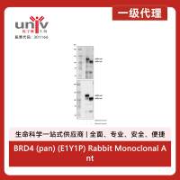 BRD4 (pan) (E1Y1P) Rabbit Monoclonal Antibody