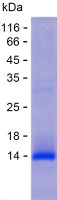 Recombinant Human AP3S2 Protein(C-His)