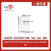 PAK4 (E7H7R) Rabbit Monoclonal Antibody