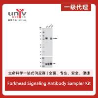 Forkhead Signaling Antibody Sampler Kit