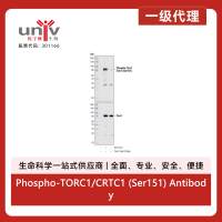 Phospho-TORC1/CRTC1 (Ser151) Antibody